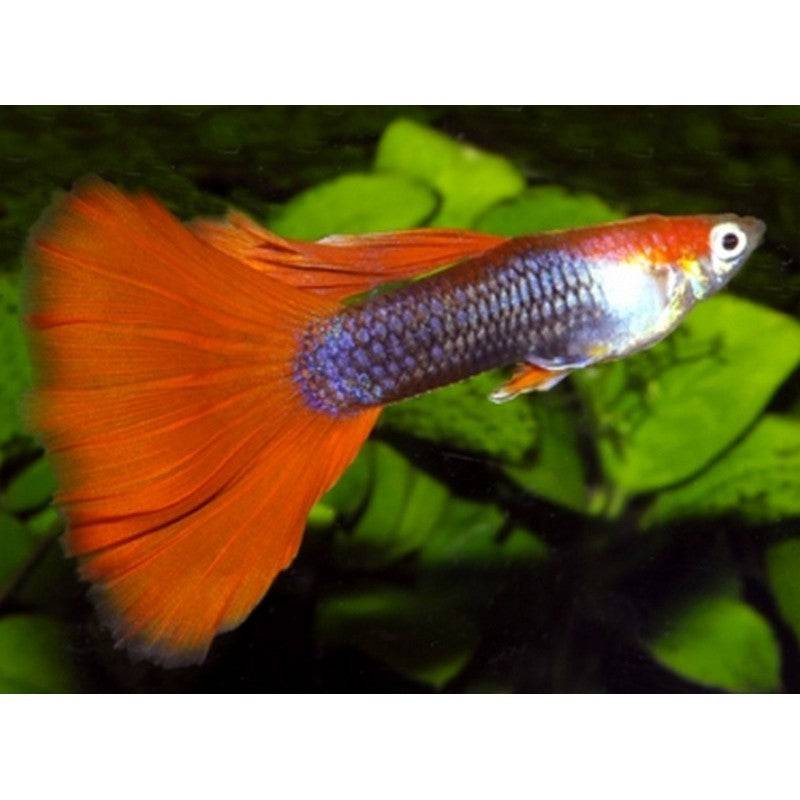 Assorted Male Guppy - Real Aquatics