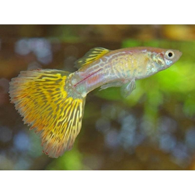 Assorted Male Guppy - Real Aquatics