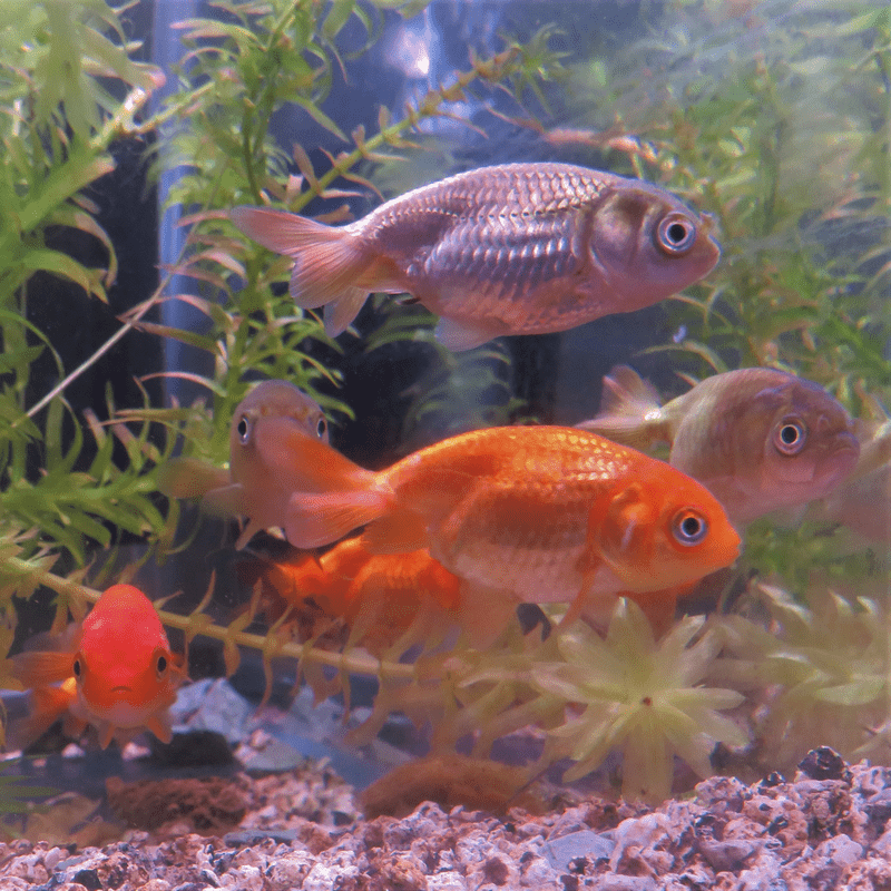 Assorted Ranchu Goldfish 2-3" - Real Aquatics