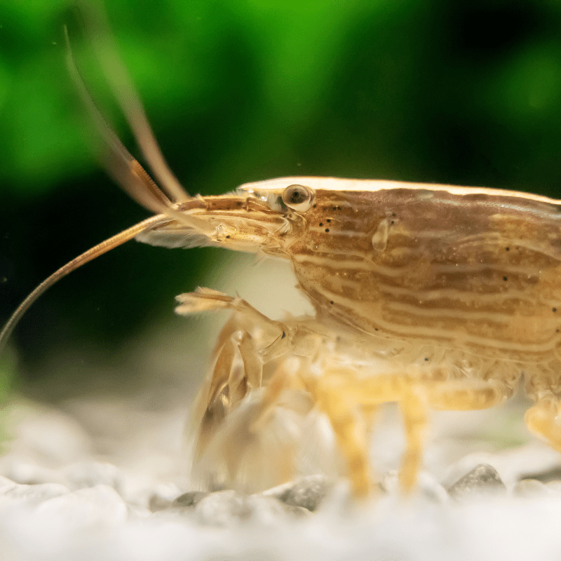 Bamboo Shrimp - Real Aquatics