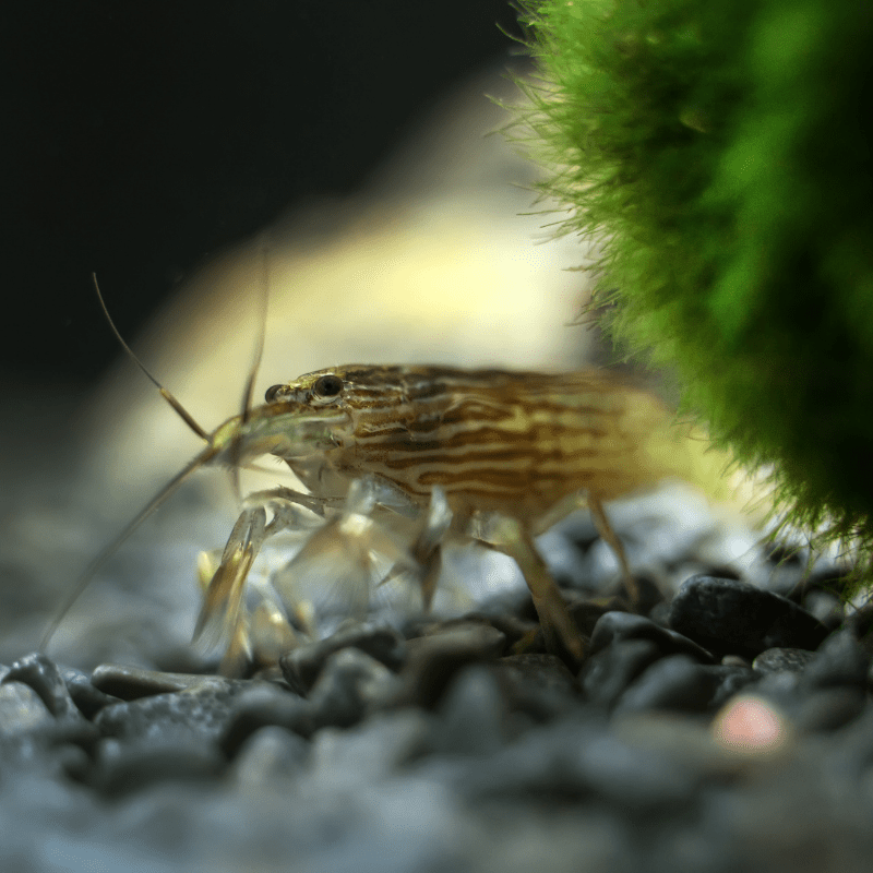 Bamboo Shrimp - Real Aquatics