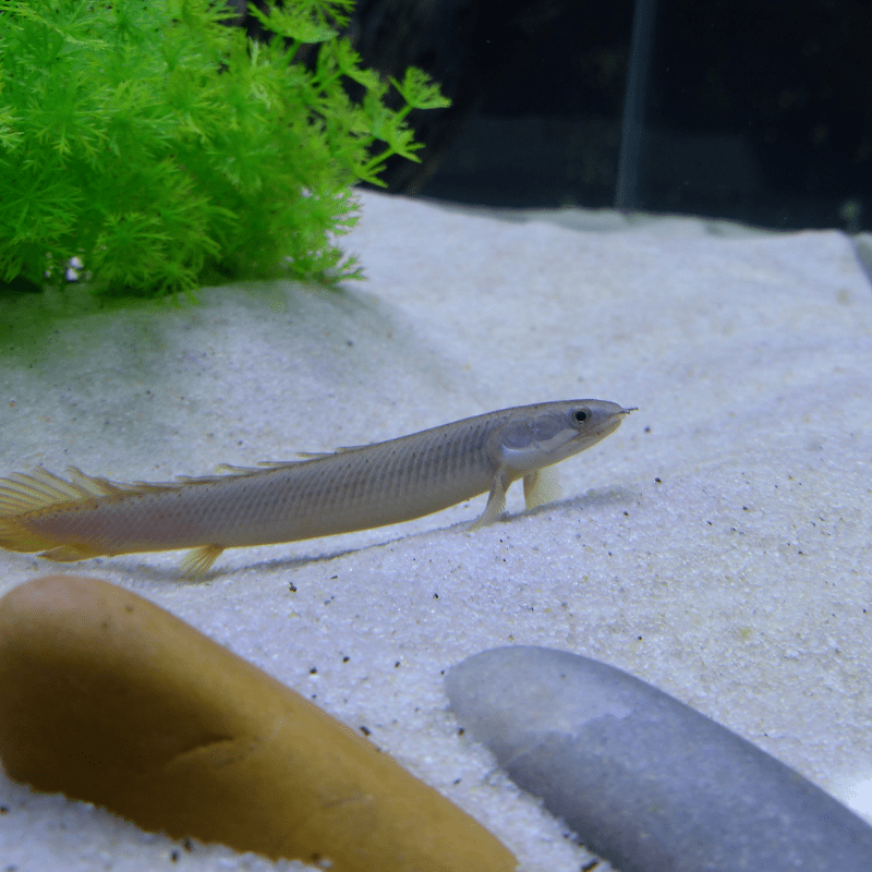 Bichir Bichirs Polypterus Senegalus - Real Aquatics