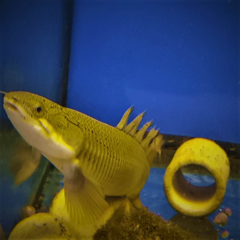 Bichir Bichirs Polypterus Senegalus - Real Aquatics