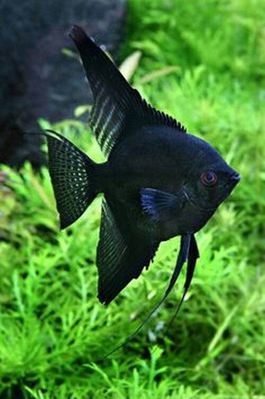 Black Angel Large - Real Aquatics