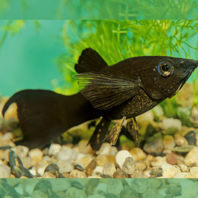 Black Lyre Tail Molly - Real Aquatics