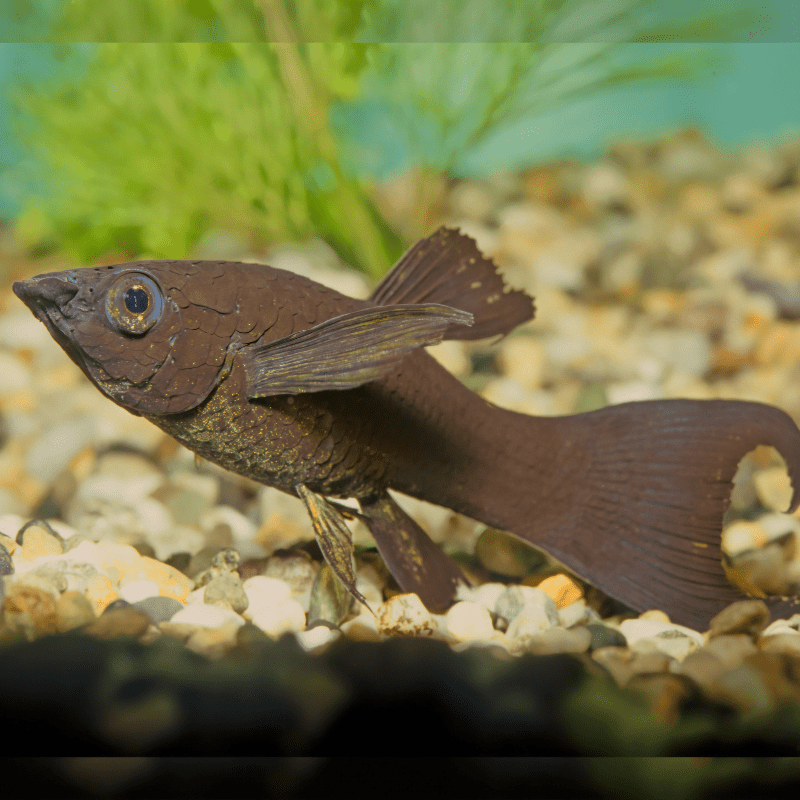 Black Lyre Tail Molly - Real Aquatics