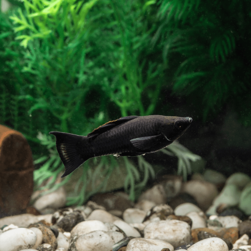 Black Lyre Tail Molly - Real Aquatics