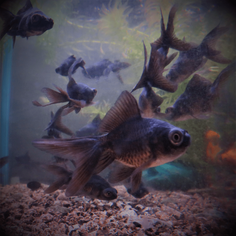 Black Moor Goldfish 2-3"