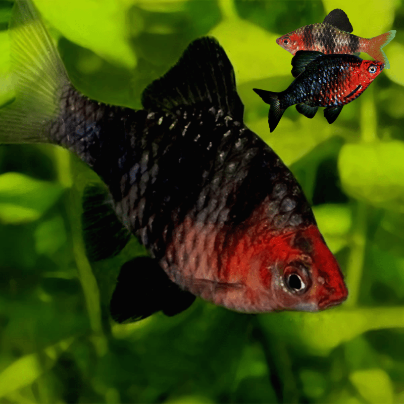 Black Ruby Purple Headed Barb - Real Aquatics