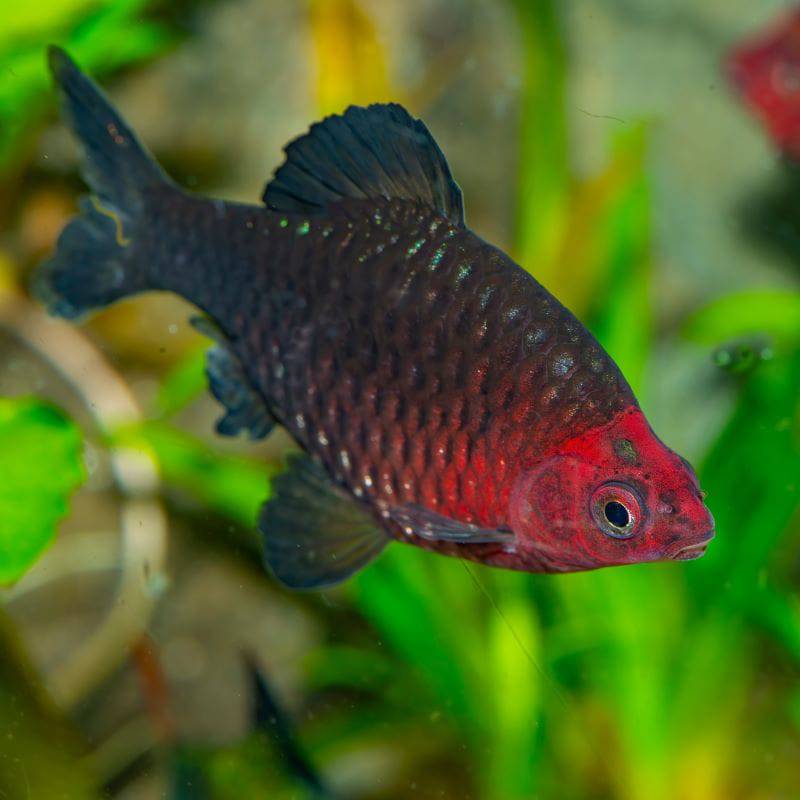 Black Ruby Purple Headed Barb - Real Aquatics