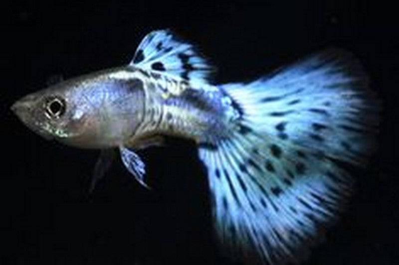 Blue Mosaic Guppy - Real Aquatics