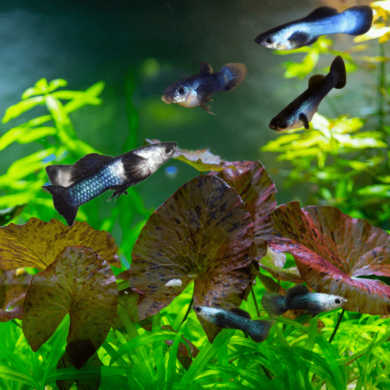 Blue Panda Guppy - Real Aquatics