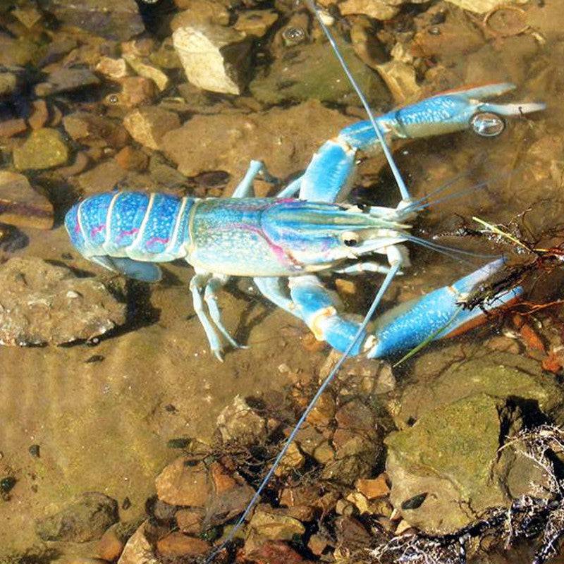 Blue Red Claw Crayfish - Real Aquatics