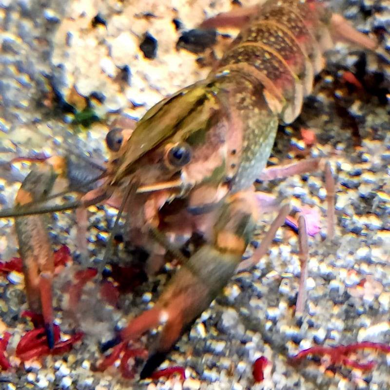 Blue Red Claw Crayfish - Real Aquatics