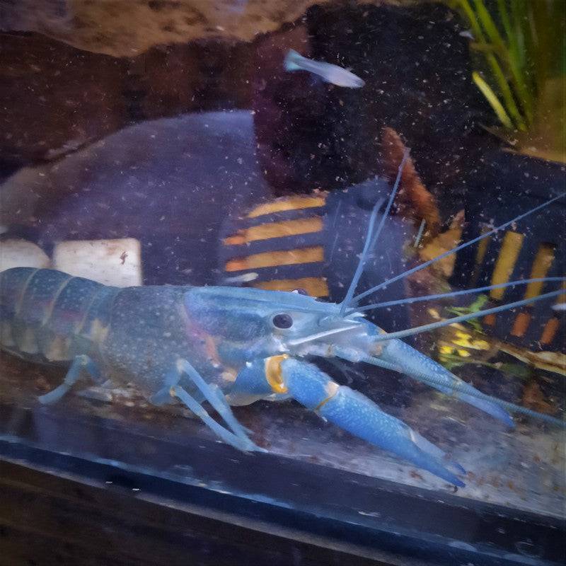 Blue Red Claw Crayfish - Real Aquatics