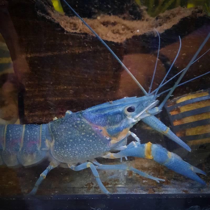 Blue Red Claw Crayfish - Real Aquatics