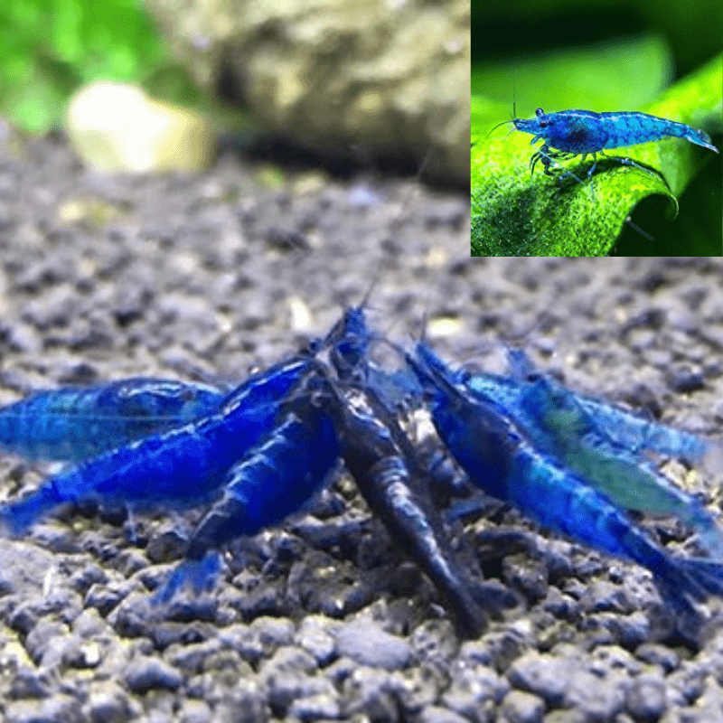 Blue Shrimp - Real Aquatics