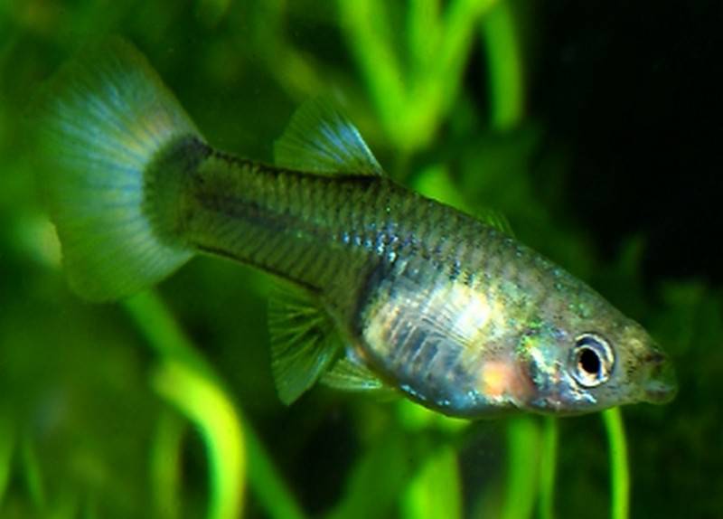 Blue Tail Female Guppy - Real Aquatics