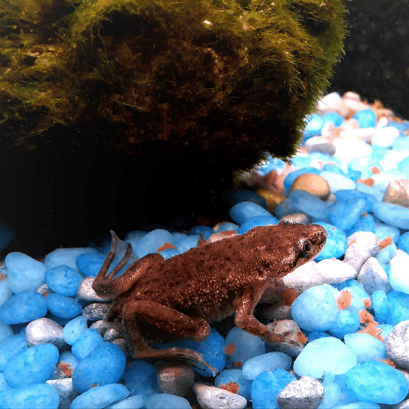 Brown Aquatic Frog - Real Aquatics