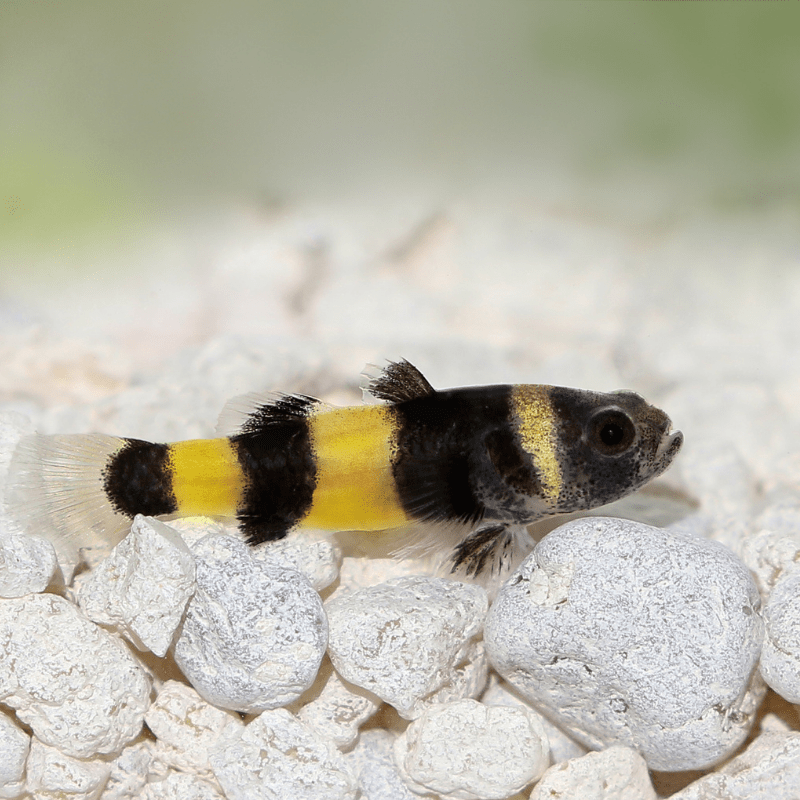 Bumblebee Goby - Real Aquatics