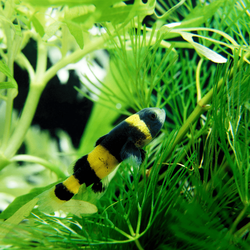 Bumblebee Goby - Real Aquatics