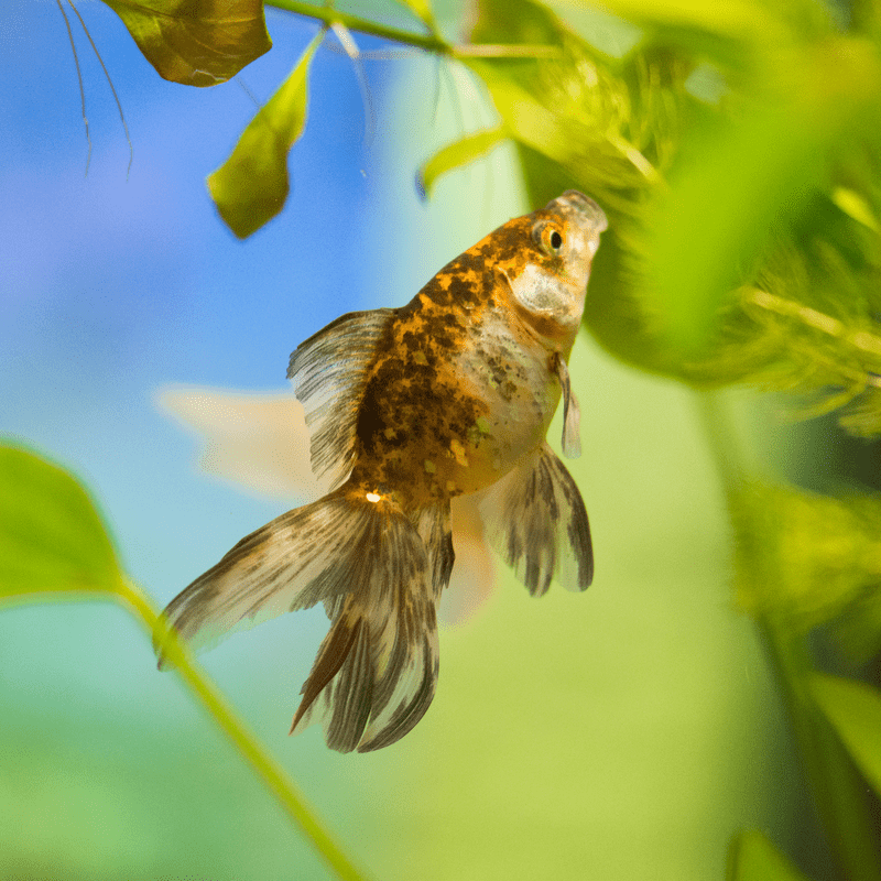 Calico Fantail Fancy Goldfish 1-2"