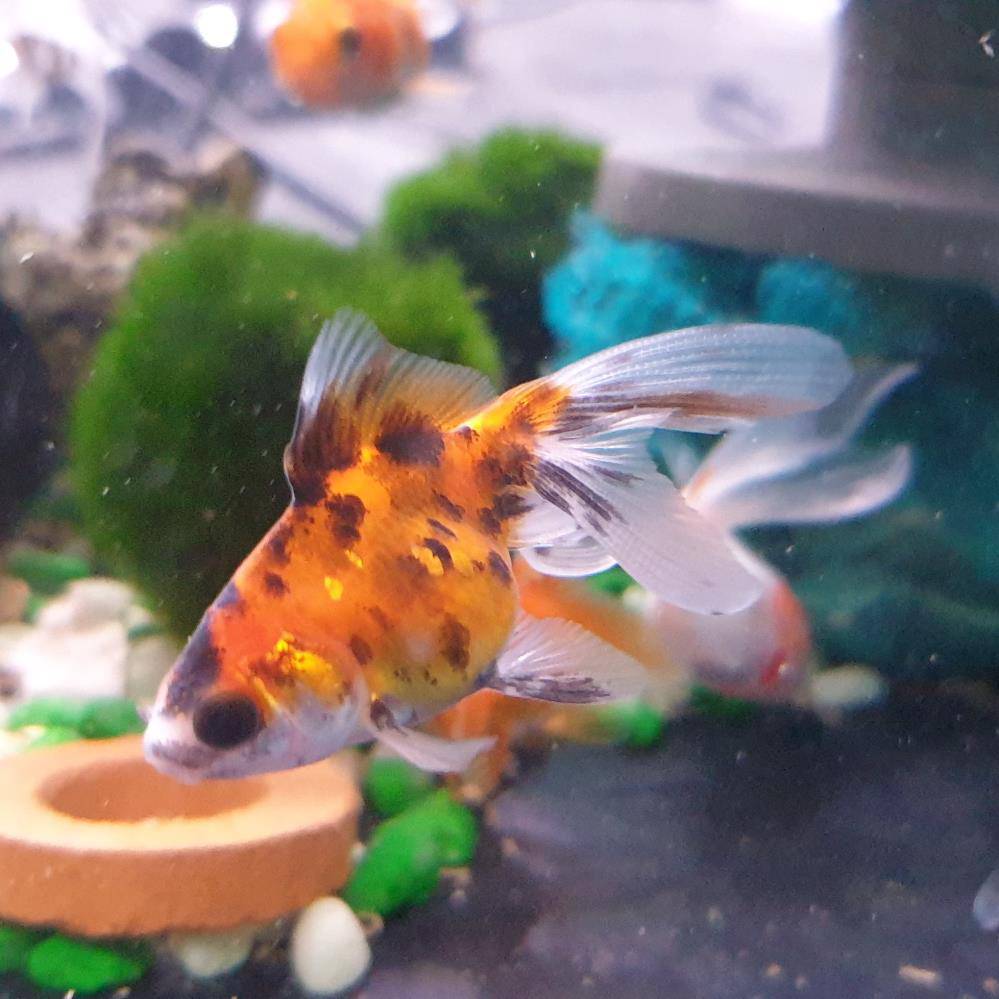 Calico Fantail Fancy Goldfish 1-2"