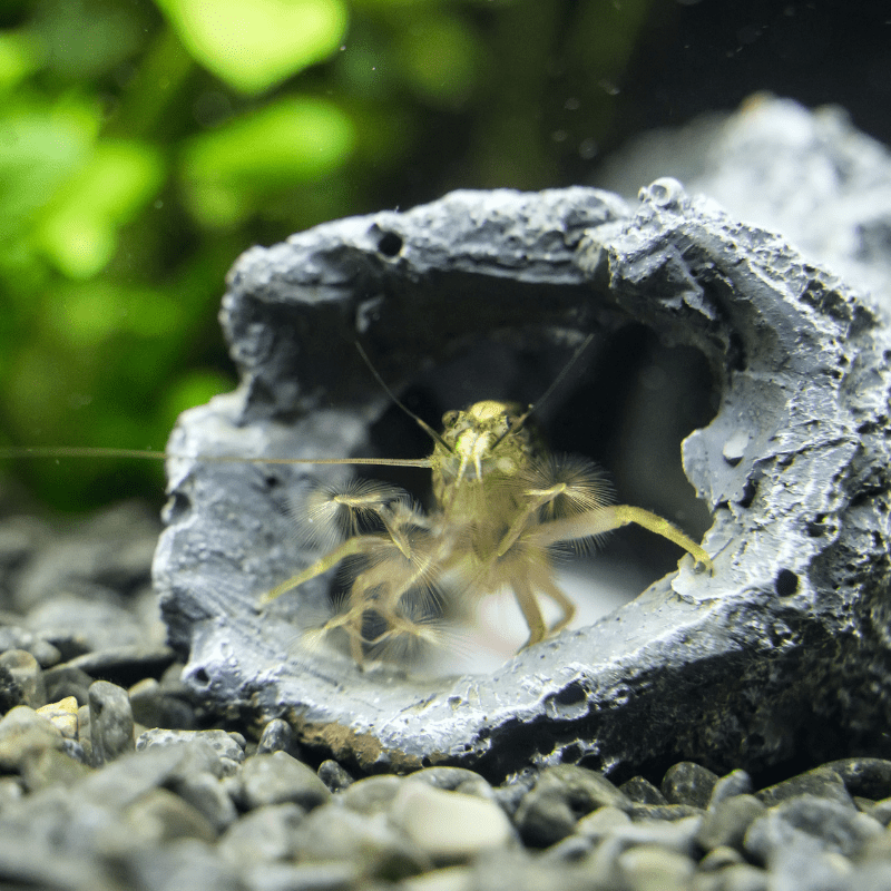 Cameroon Armoured Fan Shrimp - Real Aquatics