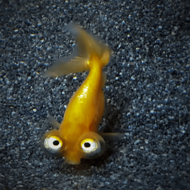 Celestial Eye Fancy Goldfish 2-3" - Real Aquatics