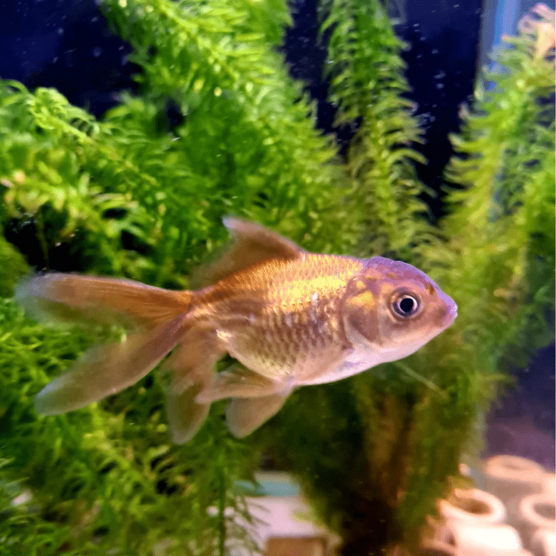 Chocolate Oranda Goldfish 1-2" - Real Aquatics