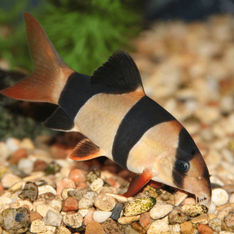 Clown Loach Small 2-3" - Real Aquatics