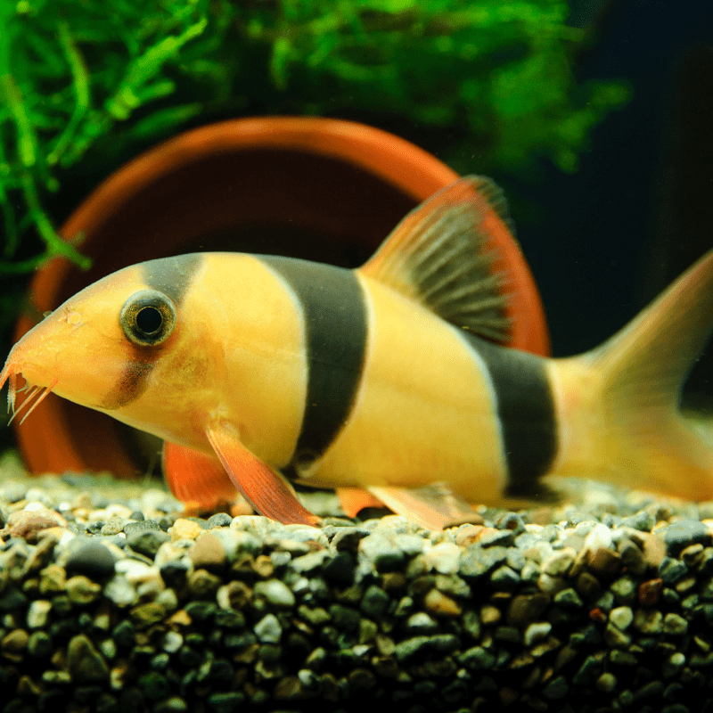 Clown Loach Small 2-3" - Real Aquatics