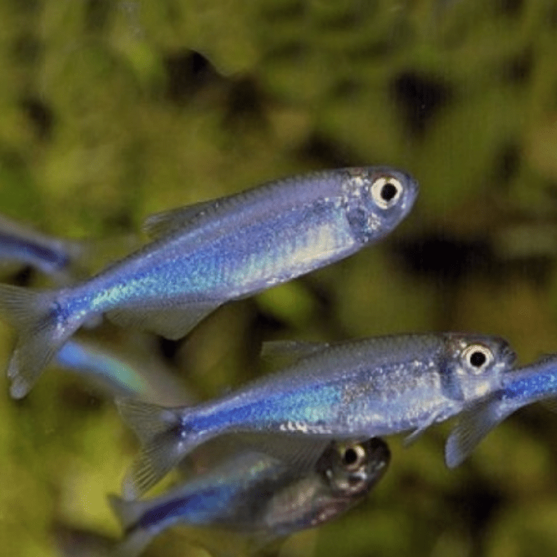 Cochu Blue Tetra - Real Aquatics