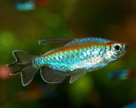 Congo Tetra - Real Aquatics