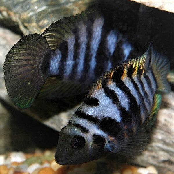 Convict Cichlid - Real Aquatics