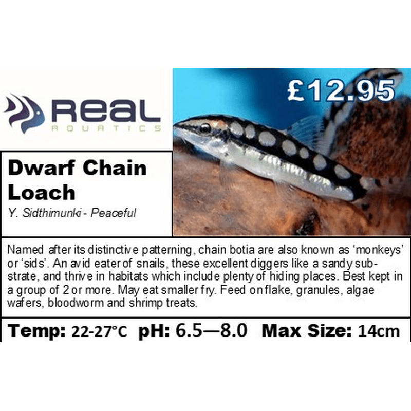 Dwarf Chain Loach - Real Aquatics