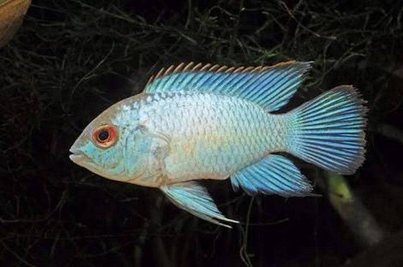 Electric Blue Acara - Real Aquatics