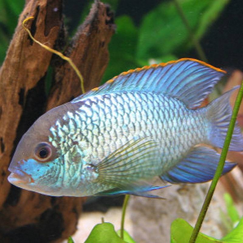 Electric Blue Acara - Real Aquatics