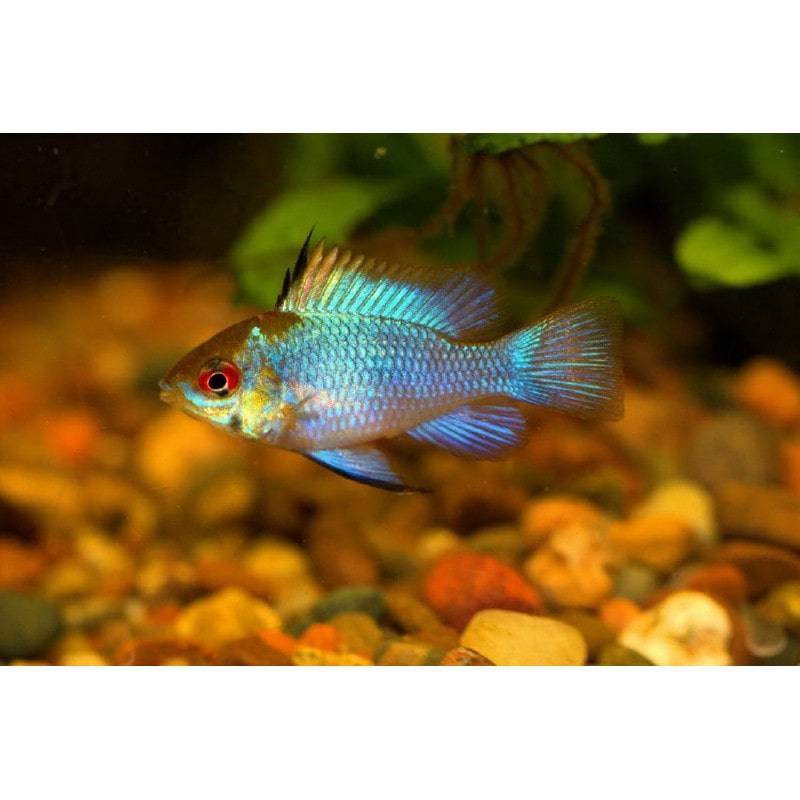 Electric Blue Rams - Real Aquatics