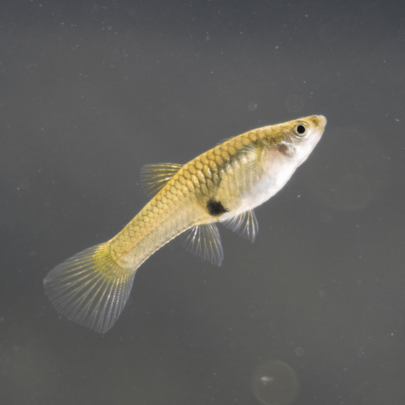 Female Endler Endler's Guppy - Real Aquatics