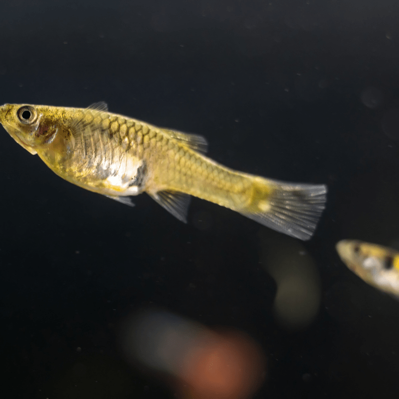 Female Endler Endler's Guppy - Real Aquatics