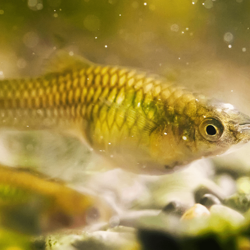 Female Endler Endler's Guppy - Real Aquatics