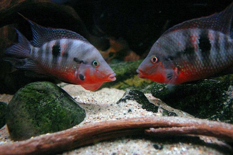 Firemouth Cichlid - Real Aquatics