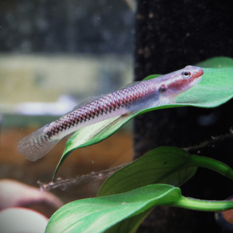 Freshwater Cobalt Blue Goby - Real Aquatics