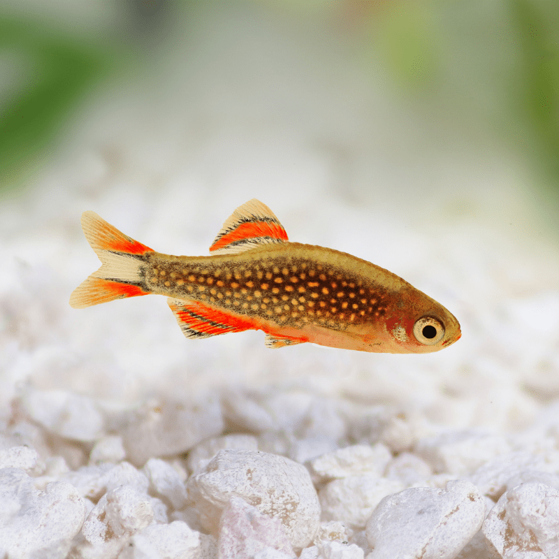 Galaxy Rasbora / Celestial Danio - Real Aquatics