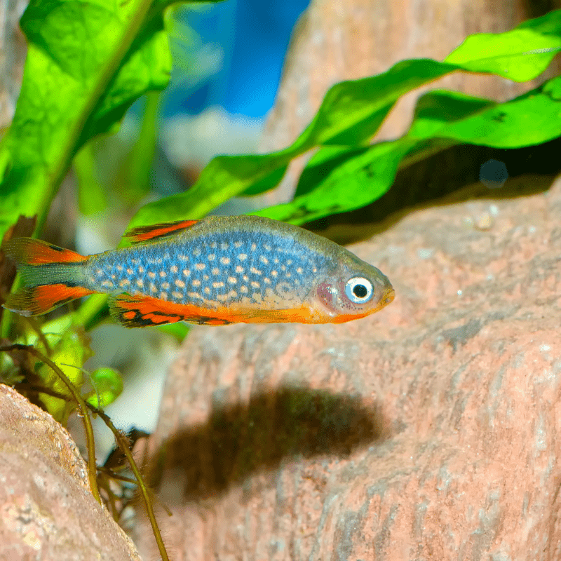 Galaxy Rasbora / Celestial Danio - Real Aquatics