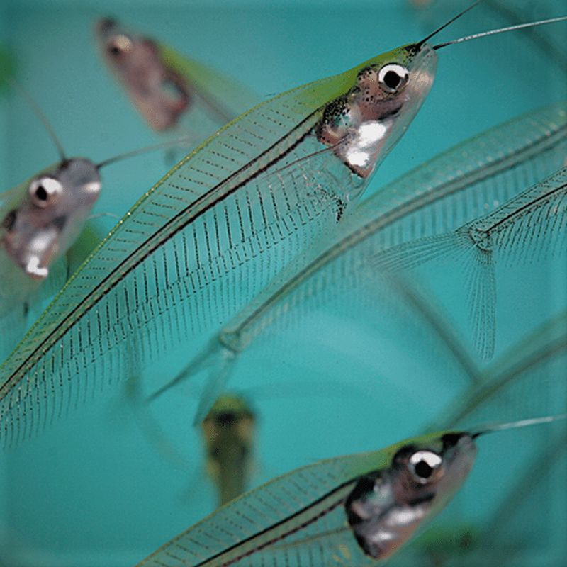 Glass X-Ray Catfish - Real Aquatics