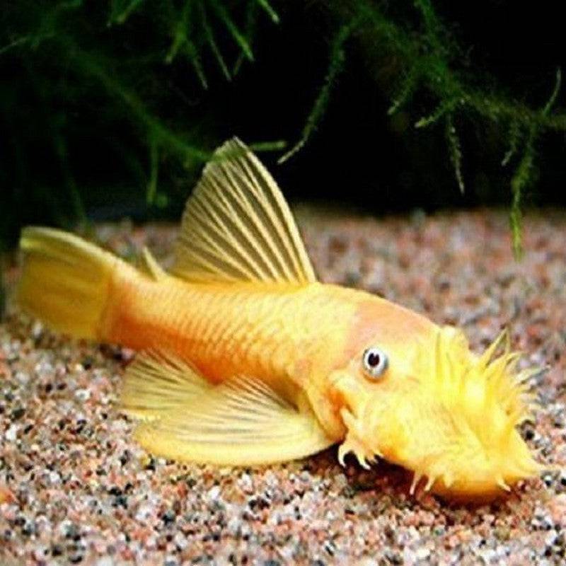 Gold Ancistrus Pleco L144 - Real Aquatics