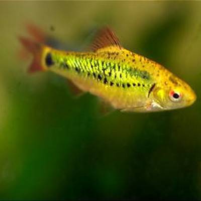 Gold Golden Barb - Real Aquatics