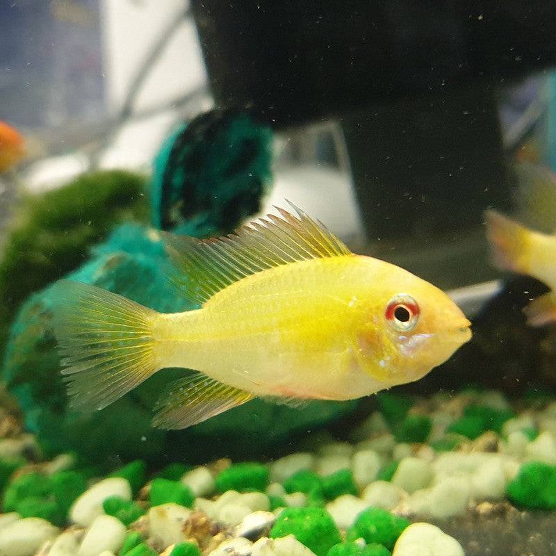 Gold Rams - Real Aquatics